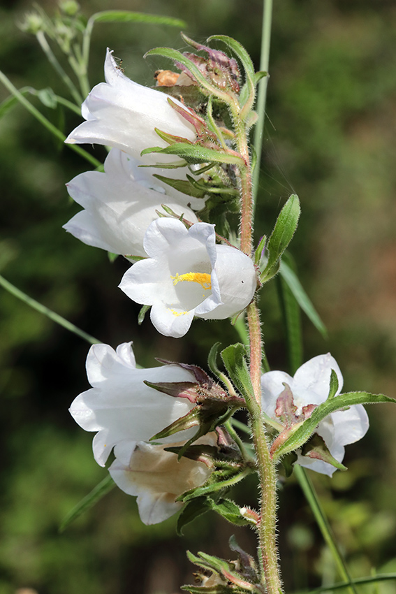 Campanula medium albina